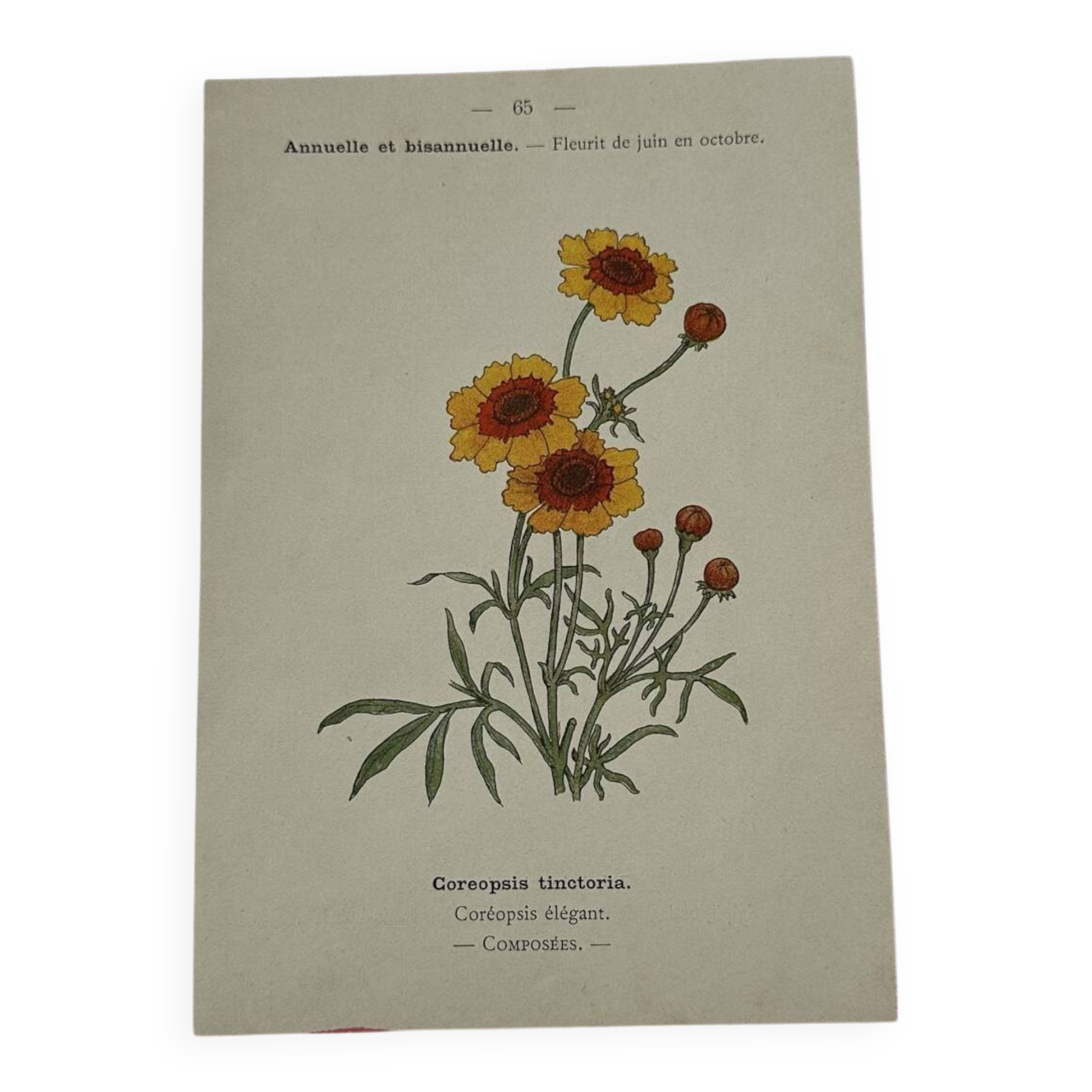 🌿 Botanical Plate Old Naturalist Engraving 19th Century Double-Sided