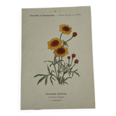 Planche Botanique Gravure naturaliste ancienne 19eme recto verso