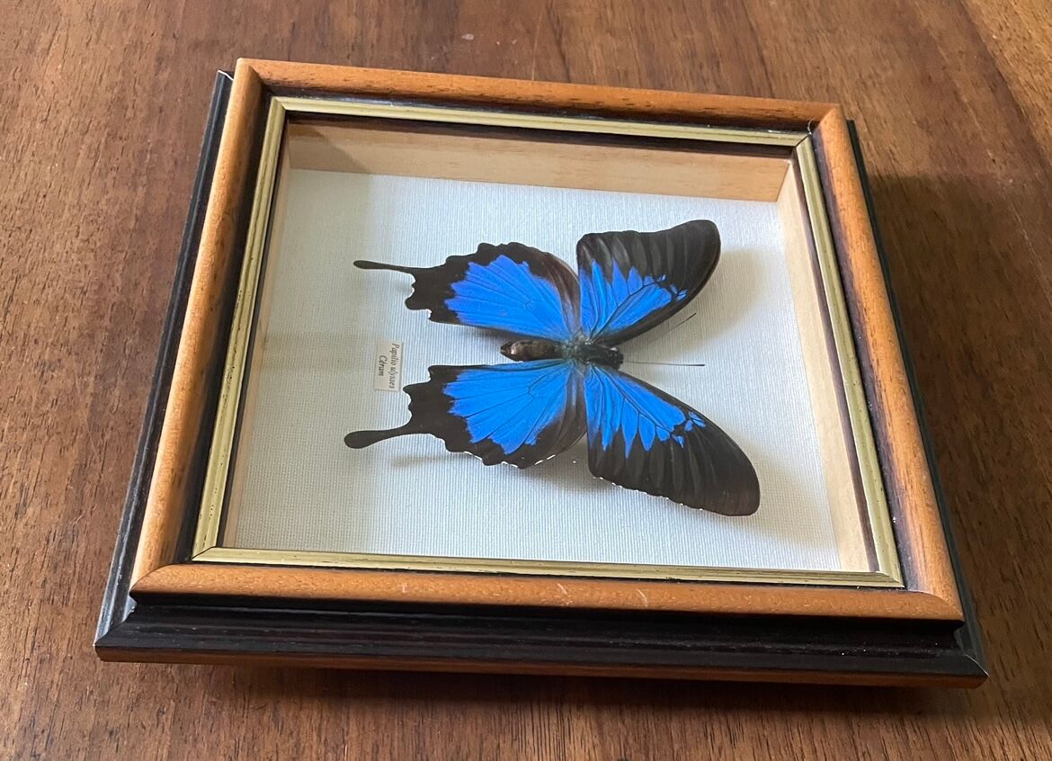 Naturalized butterfly frame