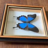 Naturalized butterfly frame