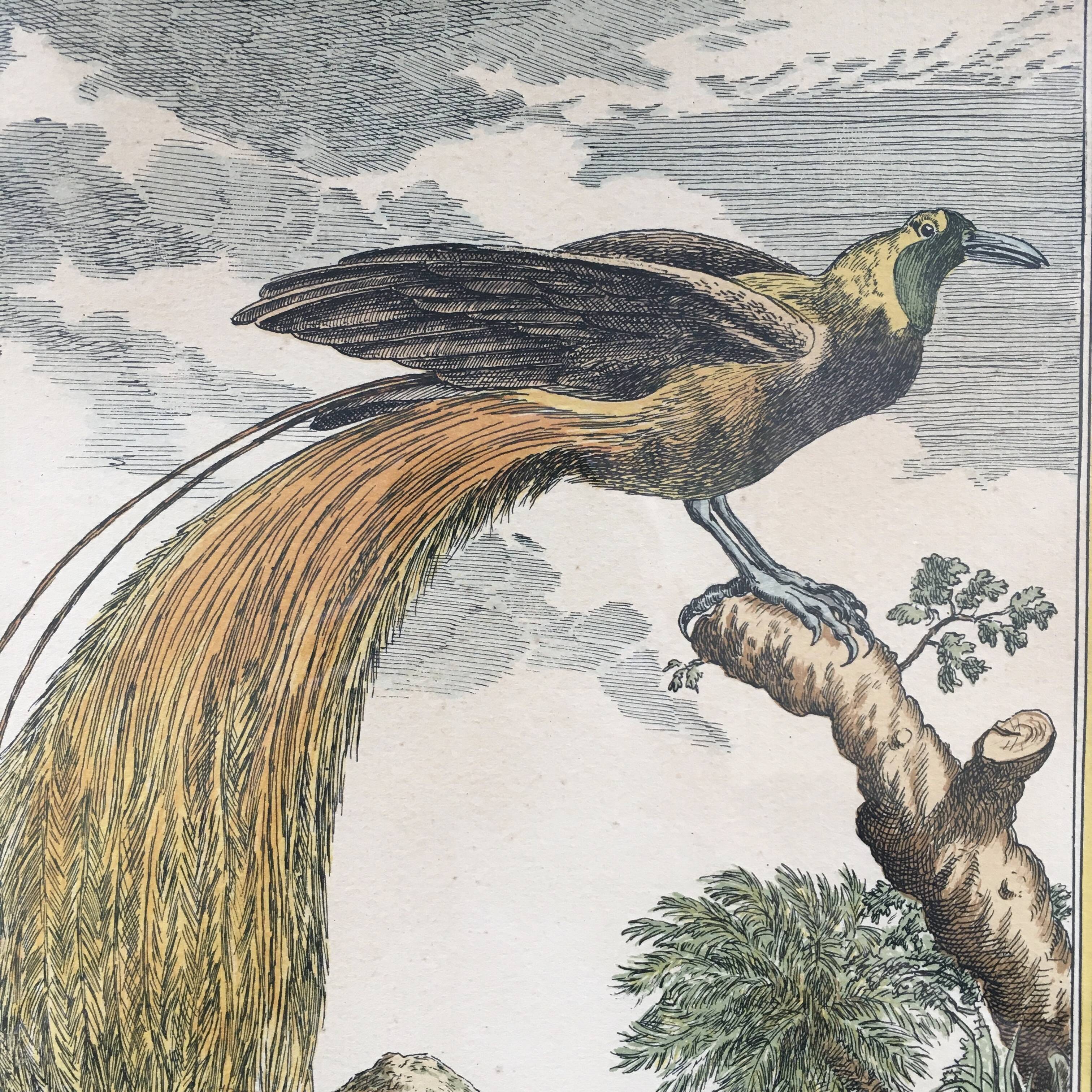 Illustration the bird of paradise