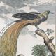 Illustration l’oiseau de paradis