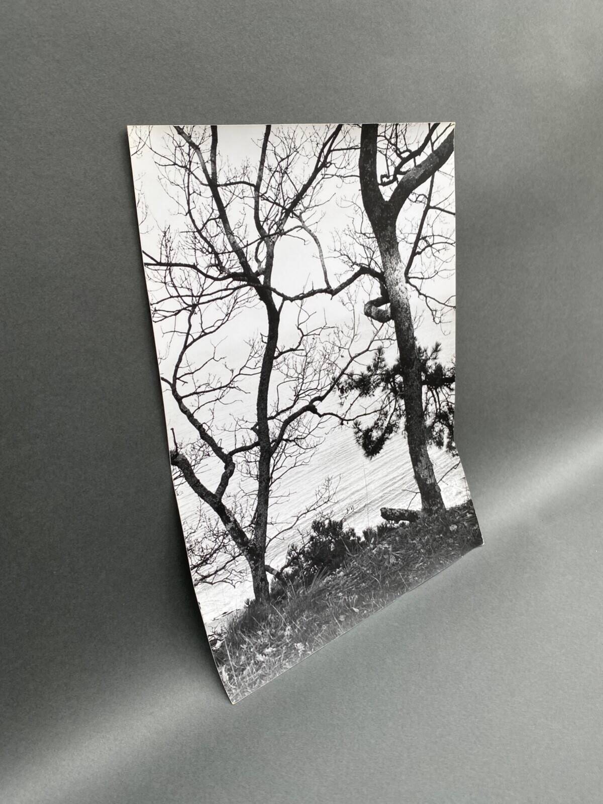 Silver gelatin photograph by Bernard Darot, Two Trees by the Water, 20th century