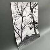 Silver gelatin photograph by Bernard Darot, Two Trees by the Water, 20th century