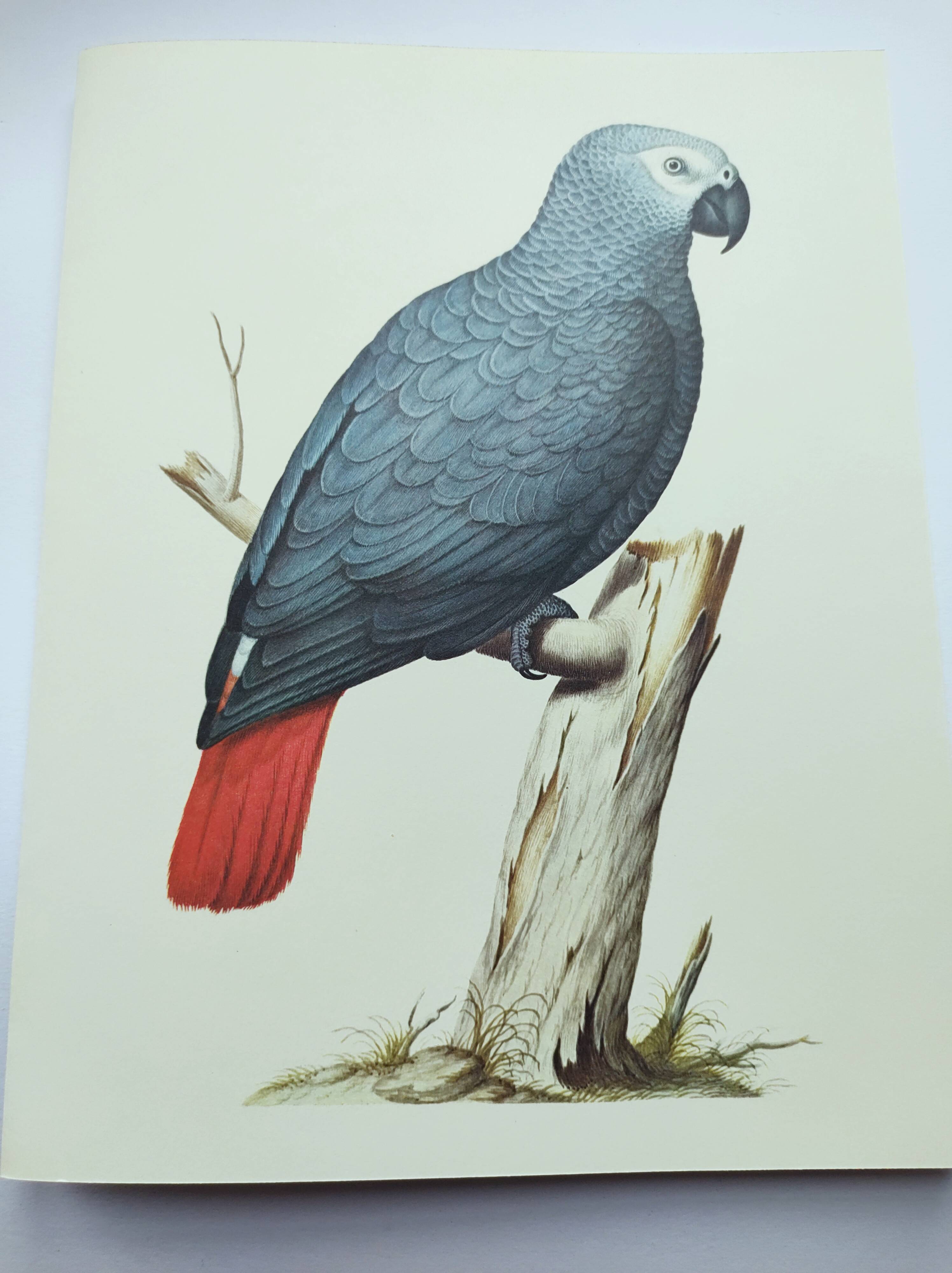Old plate -Jaco or Grey Parrot- Animal illustration bird - vintage from 1970