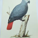 Old plate -Jaco or Grey Parrot- Animal illustration bird - vintage from 1970