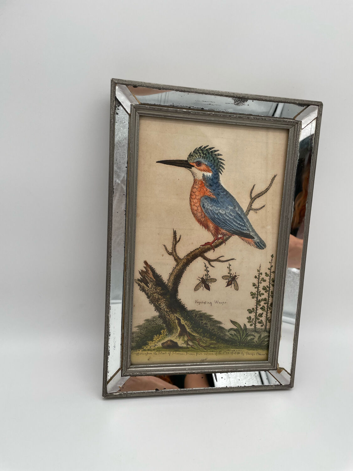 Antique engraving of bird naturalist, by Georges Edwards.