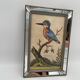 Antique engraving of bird naturalist, by Georges Edwards.
