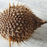 Former Naturalized / Stuffed Diodon