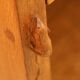 Pair of Robert Mouseman Thompson oak carved bookshelves.