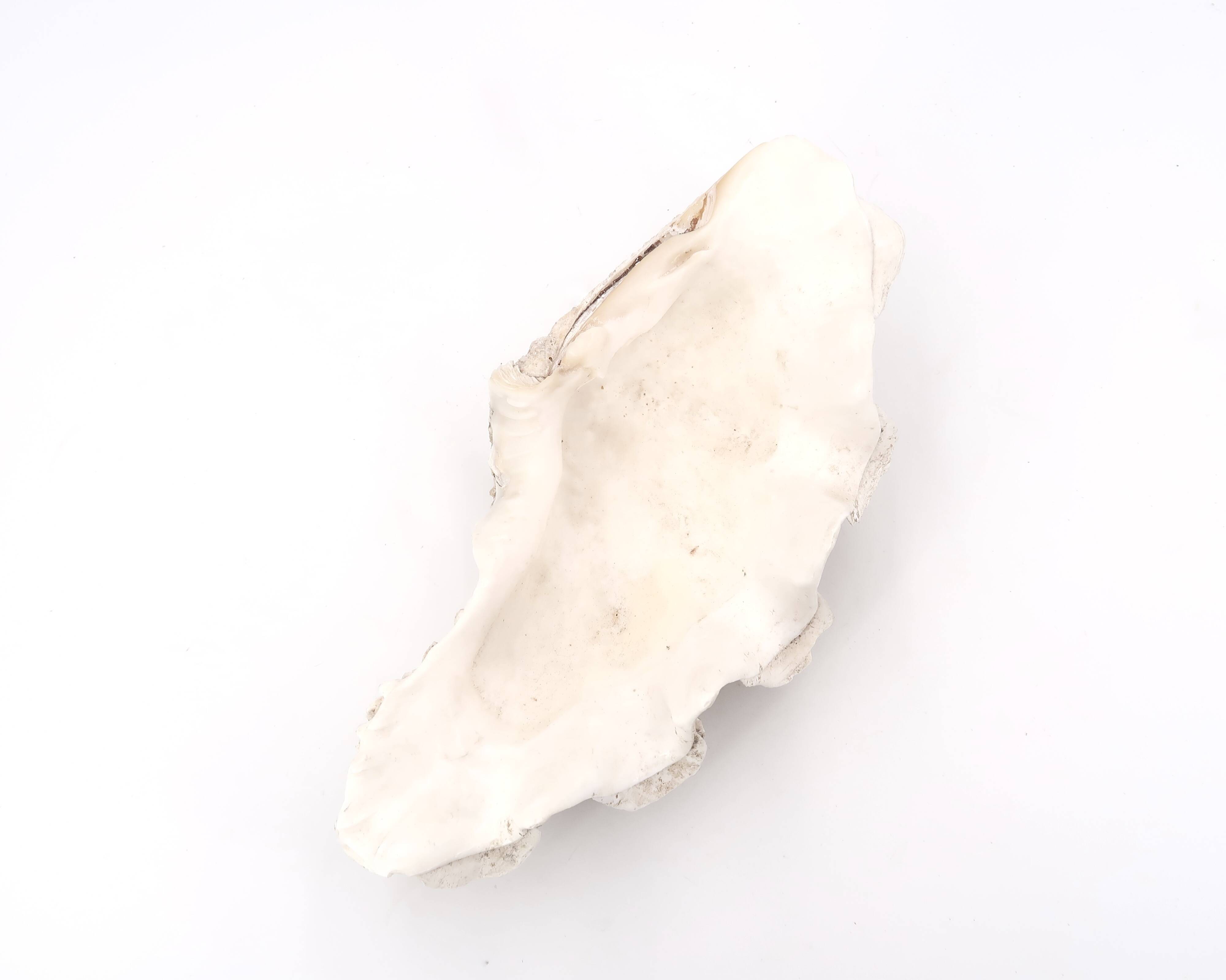 Vide poche coquillage Bénitier, années 70