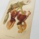 Botanical Chromo-Lithograph from 1897 - Stanhopea Tigrina Major - Original plate. Old engraving