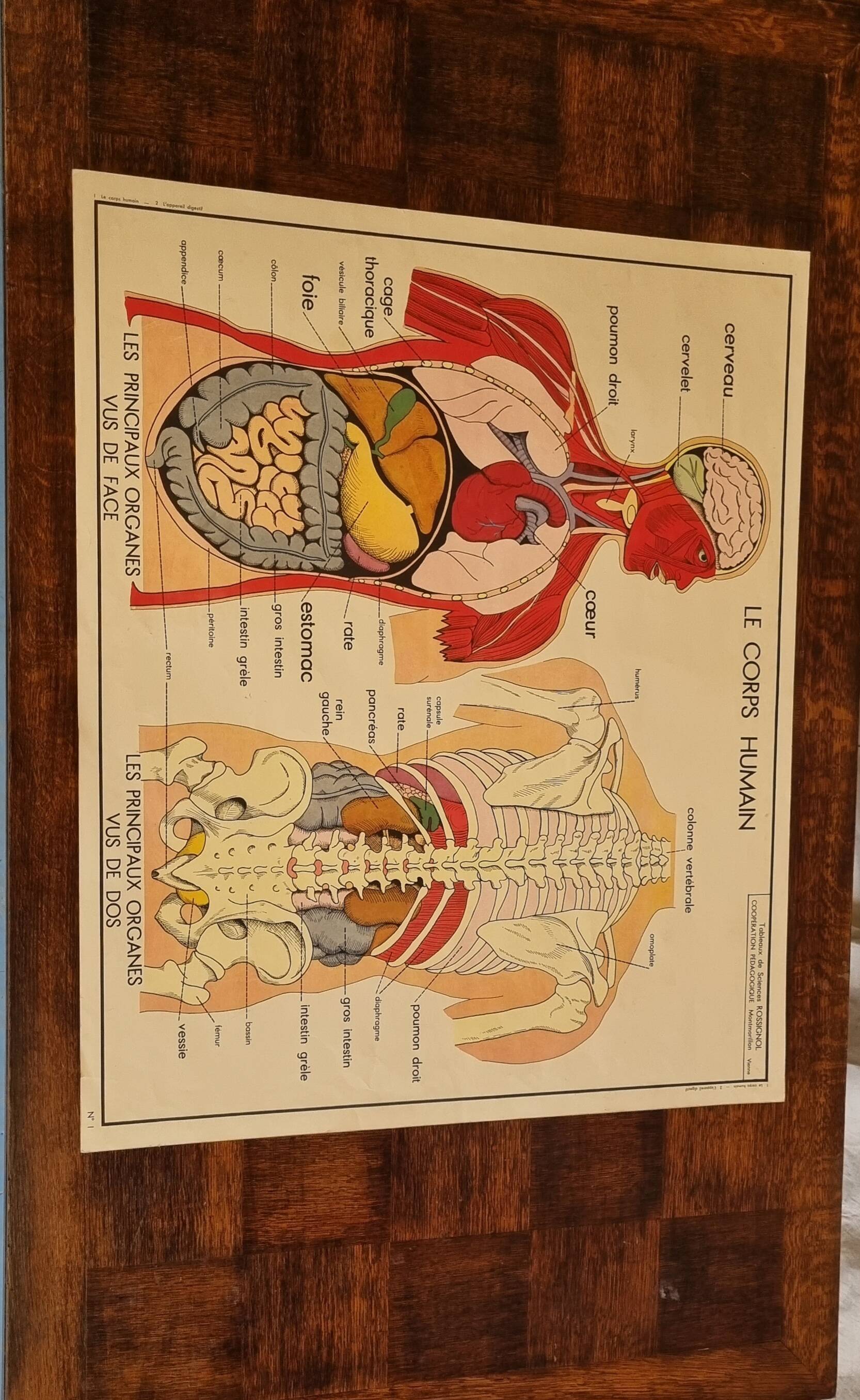 School poster science tables rossignol