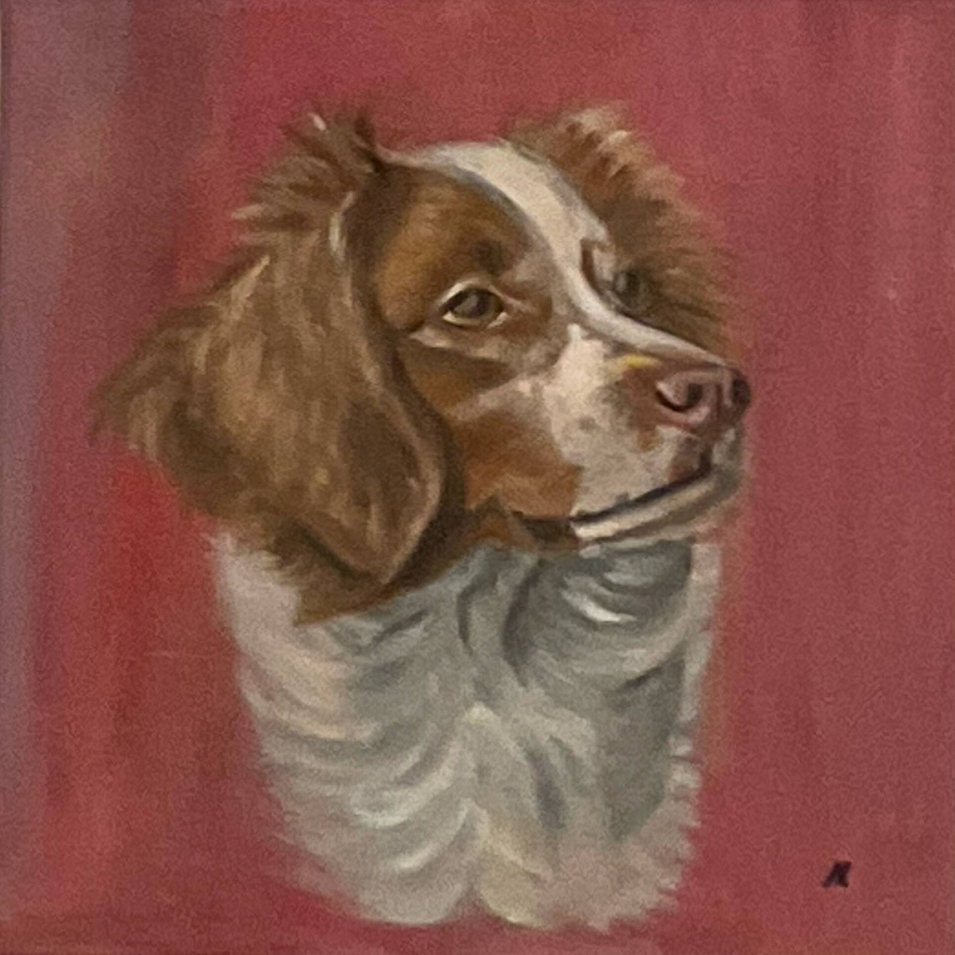 Portrait of a Brittany Spaniel