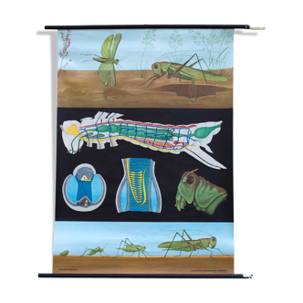 Displays educational grasshopper, 1971