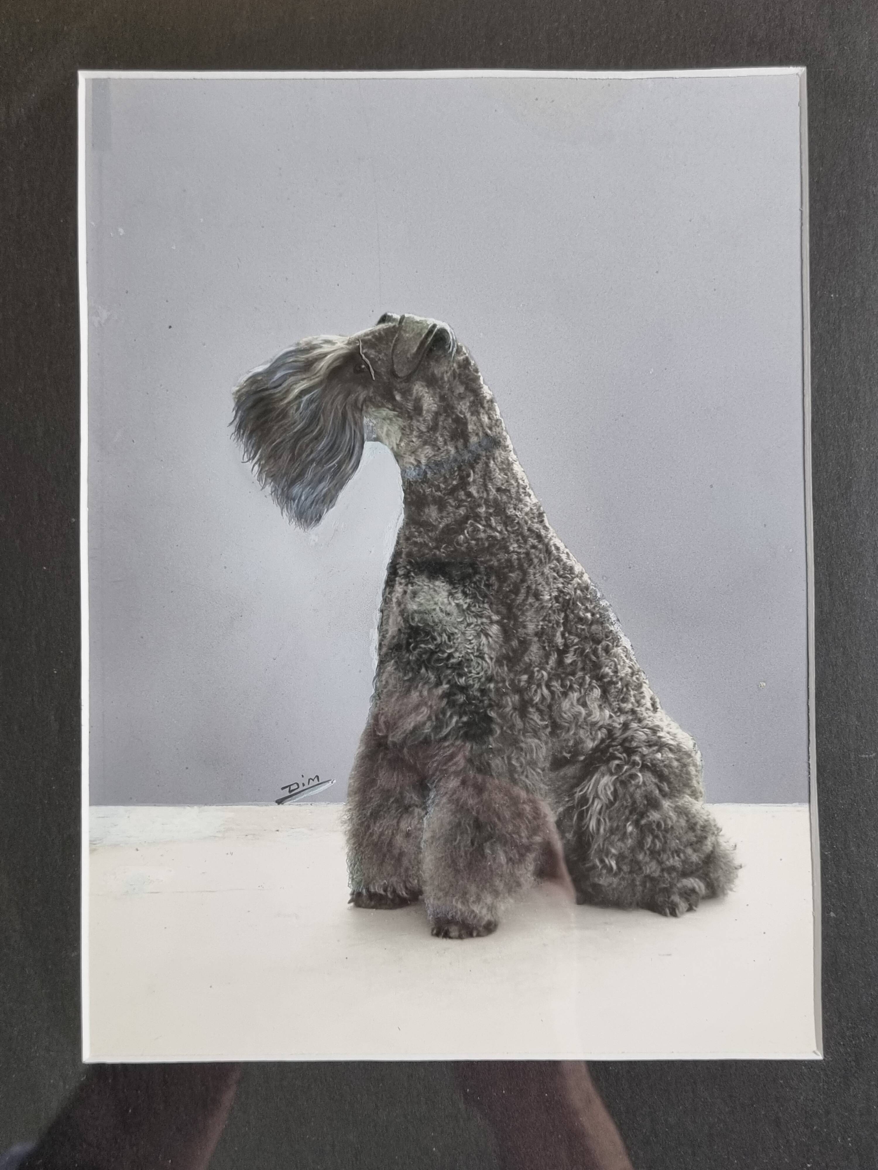 Black and white silver print, xanine silhouette, signed (Dim) Henri Dimont, 32 x 25 cm