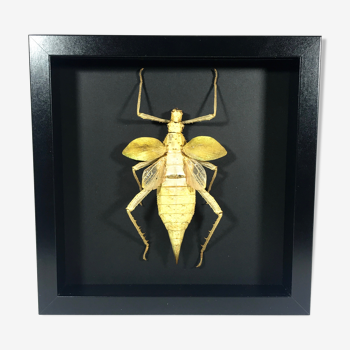 Framed naturalized grasshopper