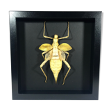Framed naturalized grasshopper