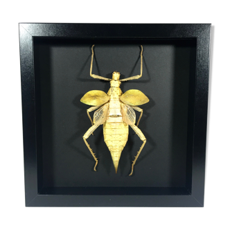 Framed naturalized grasshopper