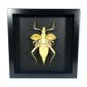 Framed naturalized grasshopper