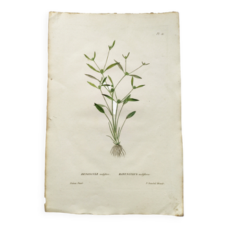 Antique botanical engraving from 1829 - Ranunculus nodiflora - By PA Poiteau - Vintage nature lanche