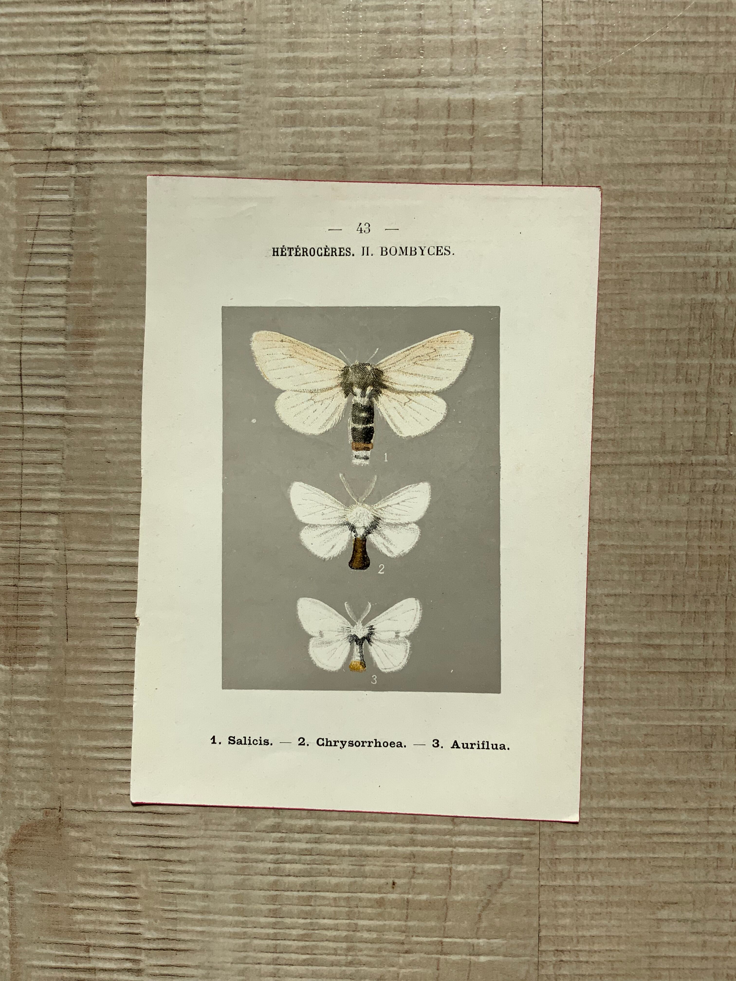 Planche botanique vintage gravure papillon ancienne 1903 double face G. Denise