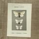 Planche botanique vintage gravure papillon ancienne 1903 double face G. Denise