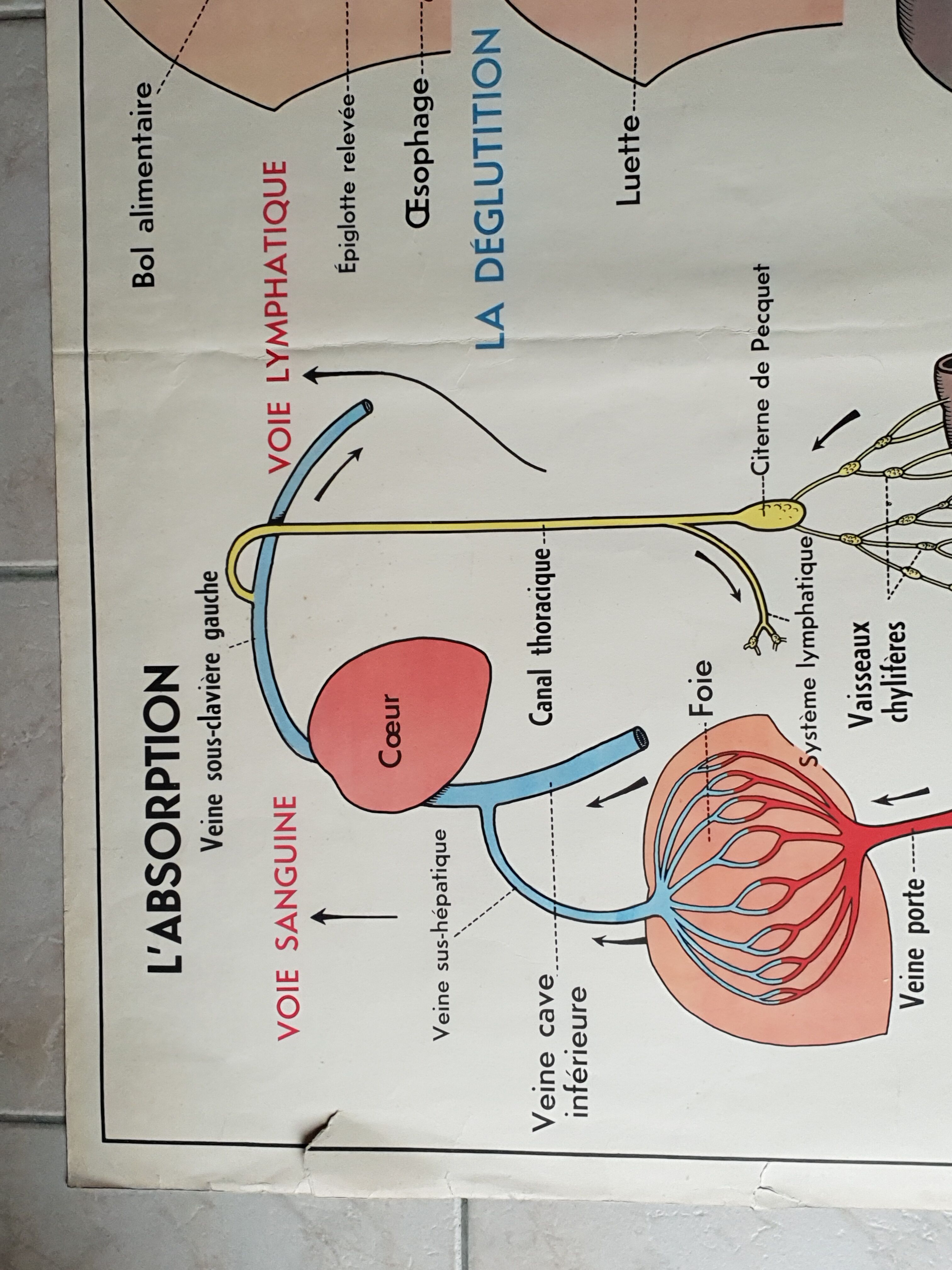 Poster school - heart vessels and duplex absorption