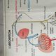 Poster school - heart vessels and duplex absorption