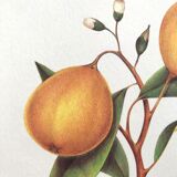 Botanical plank the bergamot