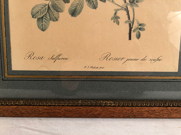 Pair of illustrations framed with roses by PJ Redouté