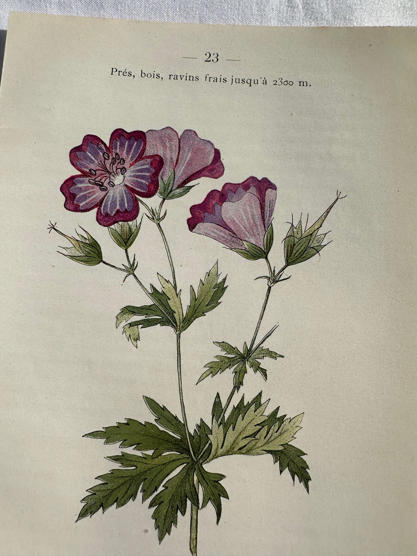 Naturalist Plate – 19th Century Botanical Engraving, Double-Sided