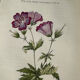 Naturalist Plate – 19th Century Botanical Engraving, Double-Sided
