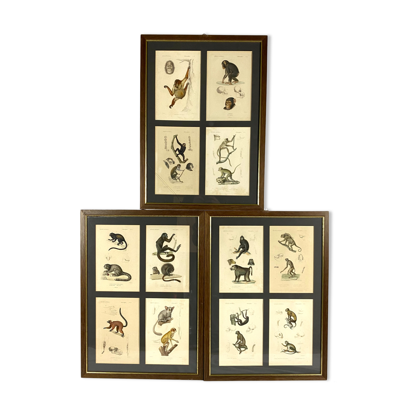 Set of 3 framed panels with 12 engravings from "Le Règne Animal" Georges