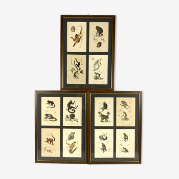 Set of 3 framed panels with 12 engravings from "Le Règne Animal" Georges