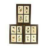 Set of 3 framed panels with 12 engravings from "Le Règne Animal" Georges