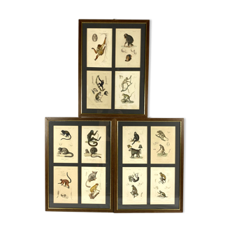 Set of 3 framed panels with 12 engravings from "Le Règne Animal" Georges