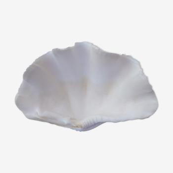 "shell" pocket