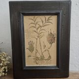 Framed Botanical Board Table