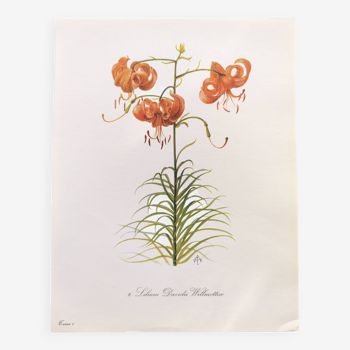 Planche botanique vintage de 1978 - Tulipe Perroquet Dracontia - Gravure de plante - Aquarelle lily