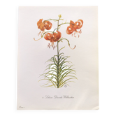 Planche botanique vintage de 1978 - Tulipe Perroquet Dracontia - Gravure de plante - Aquarelle lily