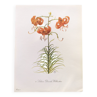Planche botanique vintage de 1978 - Tulipe Perroquet Dracontia - Gravure de plante - Aquarelle lily