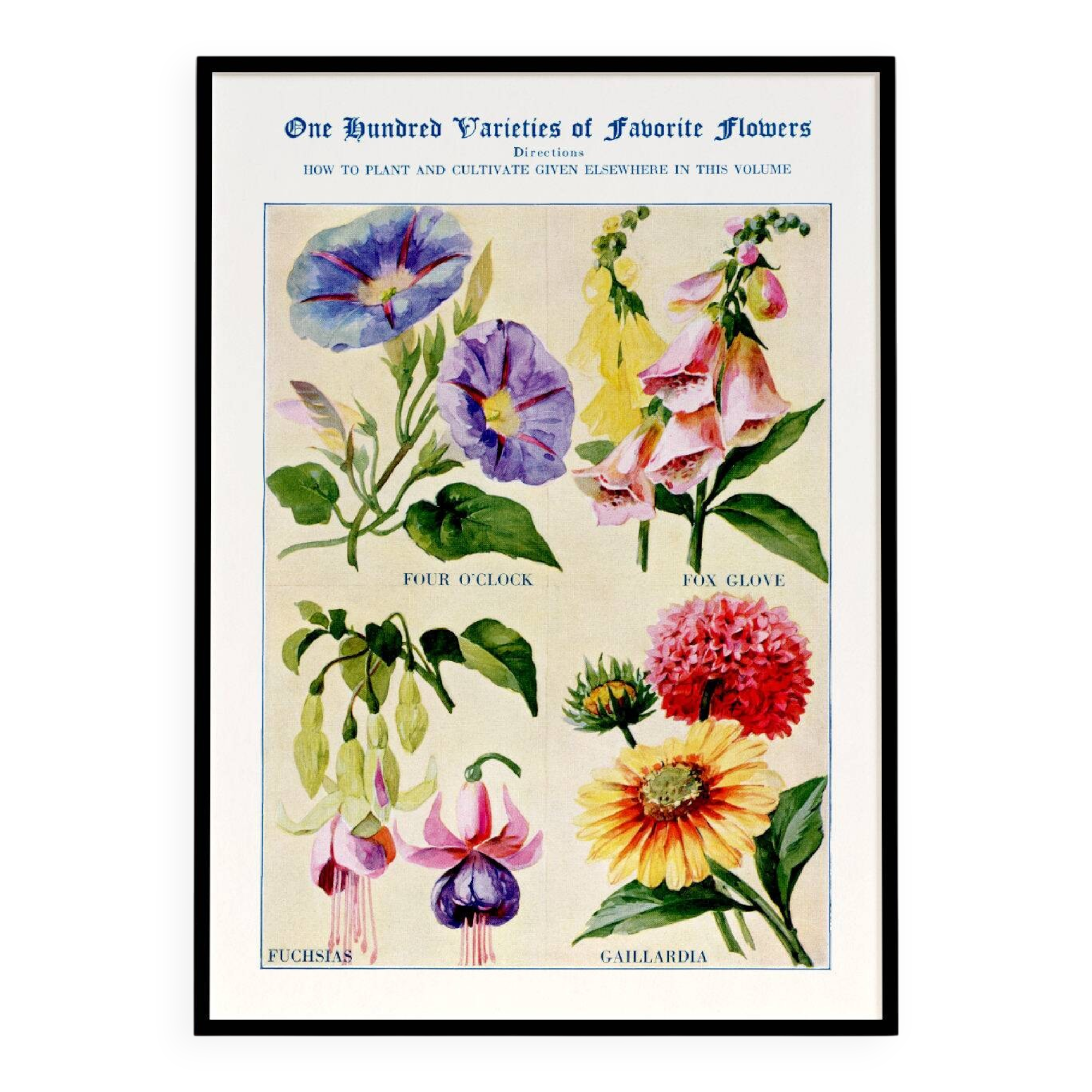 Poster featuring Belle-de-nuit, Digitale, Fuchsia and Gaillarde