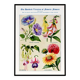 Poster featuring Belle-de-nuit, Digitale, Fuchsia and Gaillarde