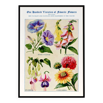 Affiche sur les Belle-de-nuit, Digitale, Fuchsia et Gaillarde