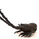 Bronze lobster Okimono Japan circa 1900