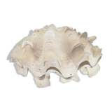 Natural giant clam shell (Tricdana) 2 assorted halves 19 cm