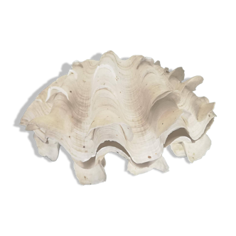 Natural giant clam shell (Tricdana) 2 assorted halves 19 cm