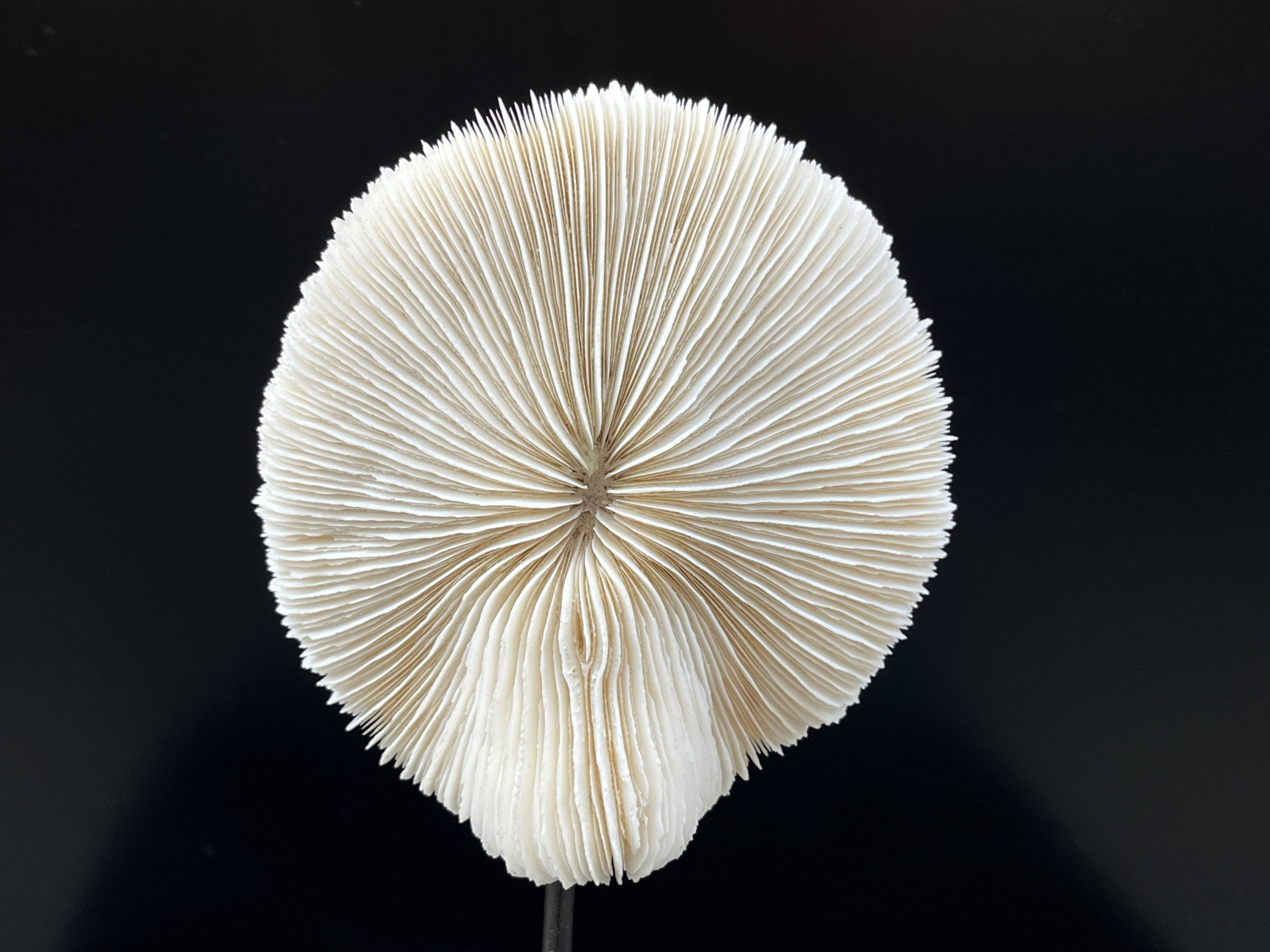 Antique natural white coral on a blackened wooden base, notebooks of curiosities