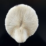 Ancien corail blanc naturel sur socle en bois noirci carnets de curiosités
